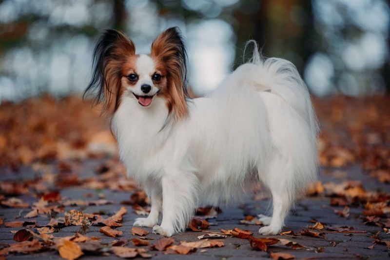 Papillon: Butterfly Ears, Extended Years