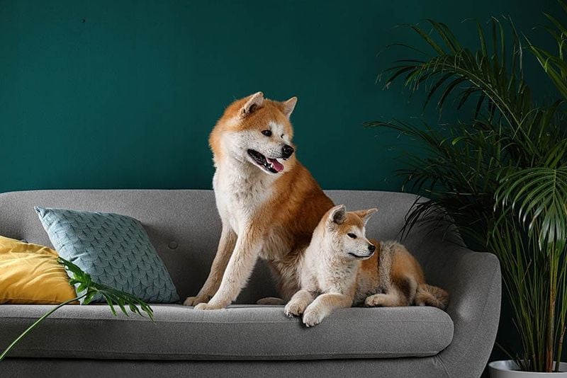 Akita