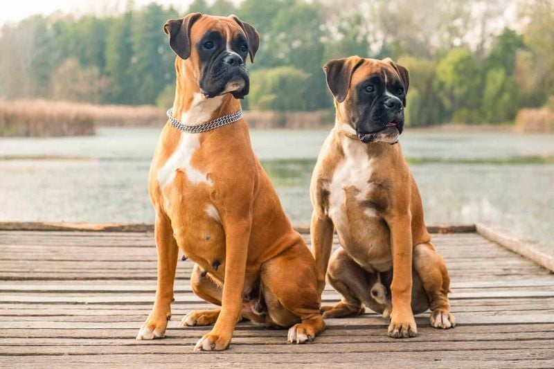 Size Differences