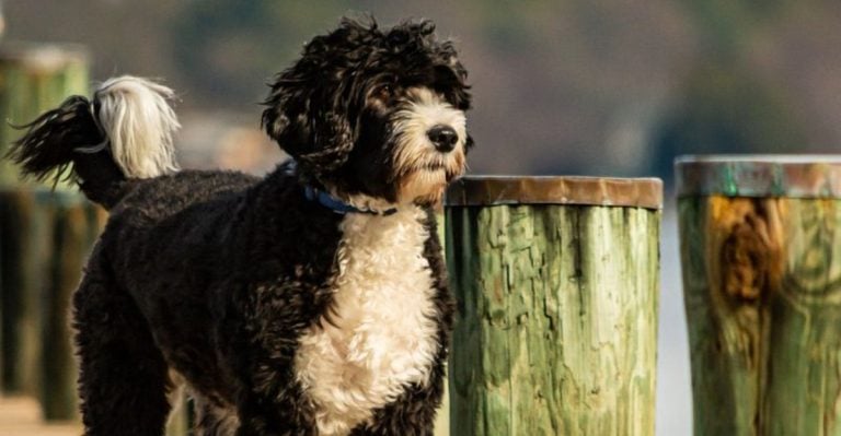 9 Breeds That Are Even More Hypoallergenic Than Poodles