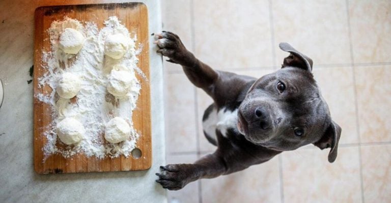 9 Common Kitchen Staples That Are Surprisingly Toxic to Dogs