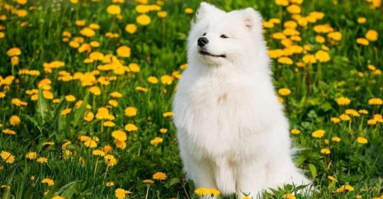9 Dog Breeds So Soft You’ll Never Want to Stop Petting Them