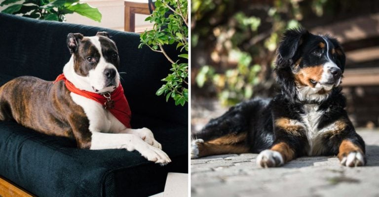 9 Dog Breeds That Cause the Most Problems (And 9 That Rarely Do)