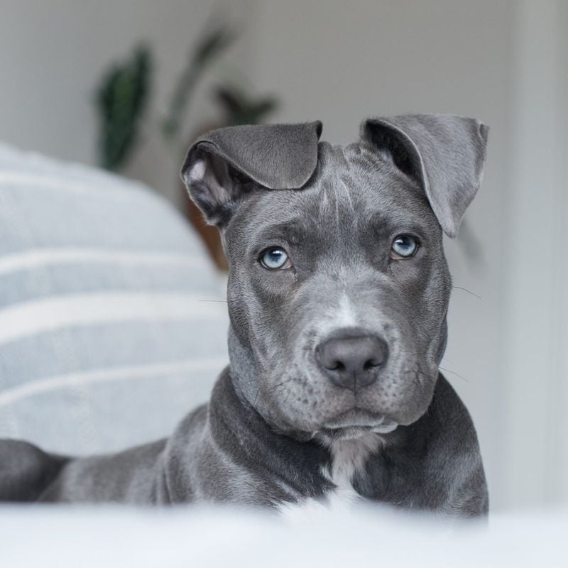 Blue Nose - The Silver Stunner