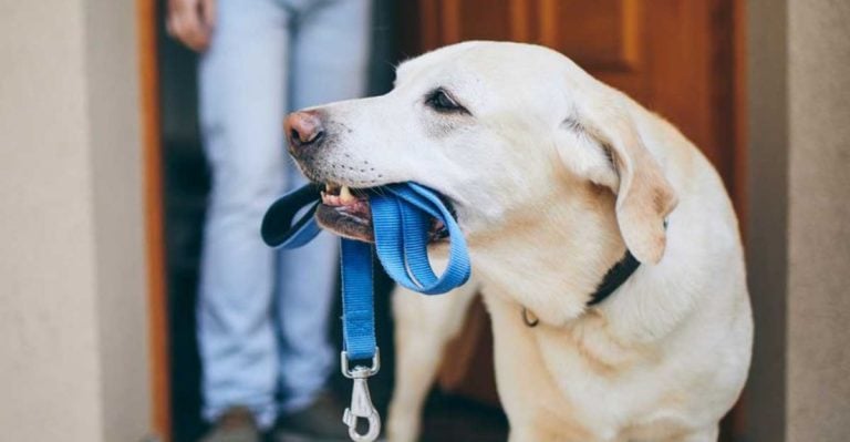9 Ways to Calm a Hyper-Vigilant Dog (That Actually Work)