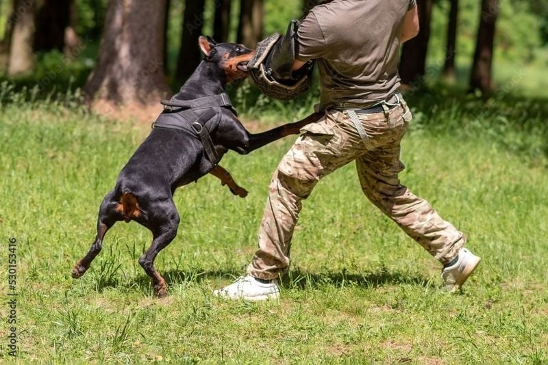 Training Requirements