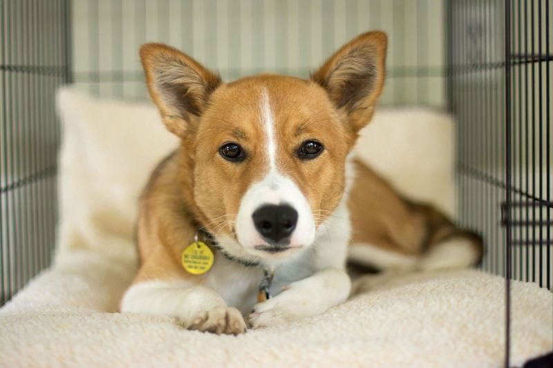 Creating a Safe Haven With Crate Training