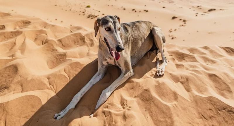 Saluki
