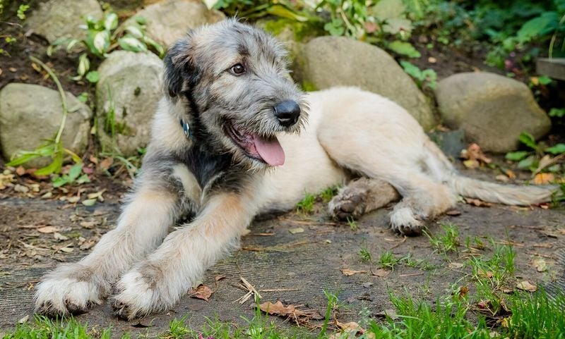 Irish Wolfhound: The Gentle Giant With Ancient Roots