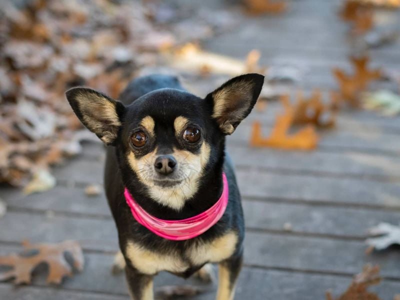Pocket-Sized Personalities: Chihuahuas
