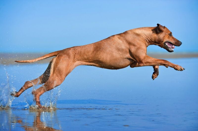 Rhodesian Ridgeback: The Endurance Hunter
