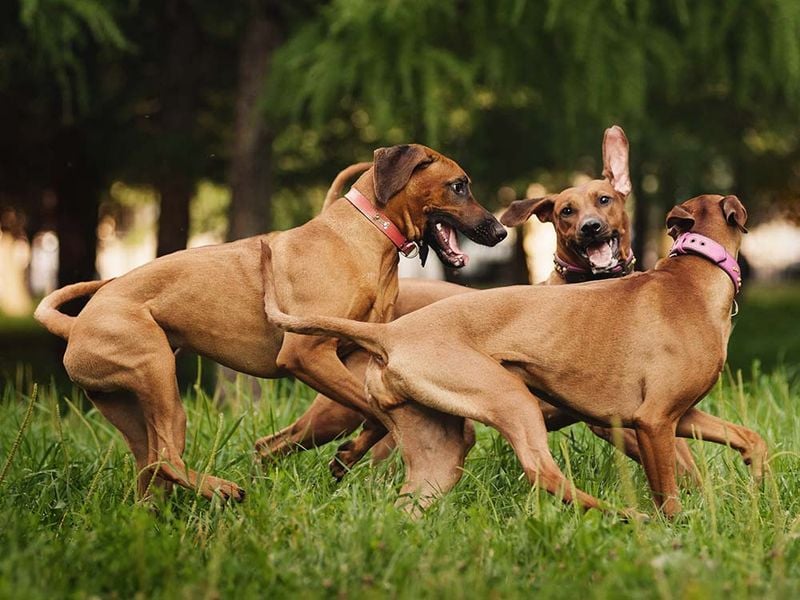 Sociability with Other Dogs