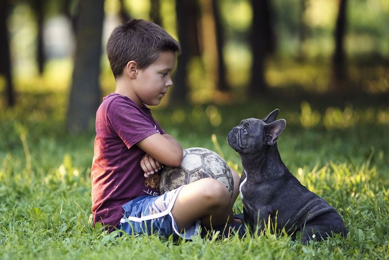 French Bulldog