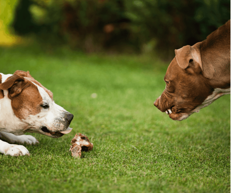 Sudden Territorial or Resource Guarding Behavior