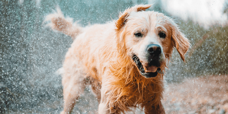 The Unmistakable Golden Retriever Smell