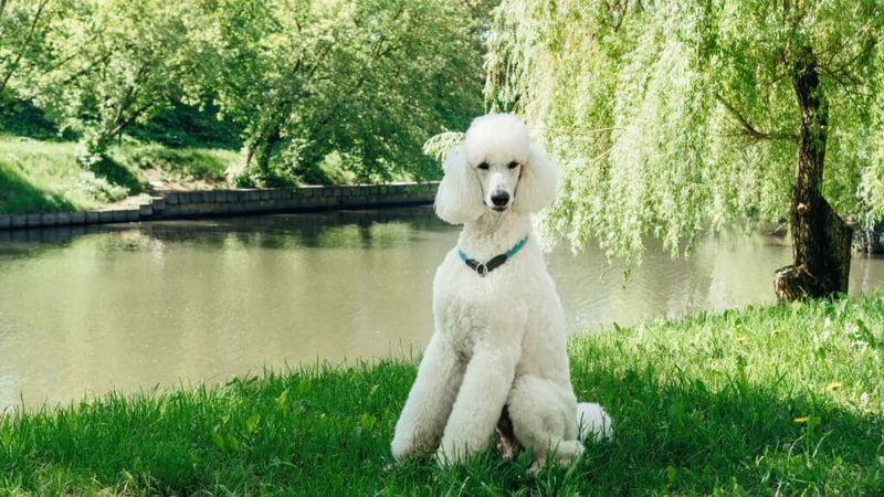 Standard Poodle