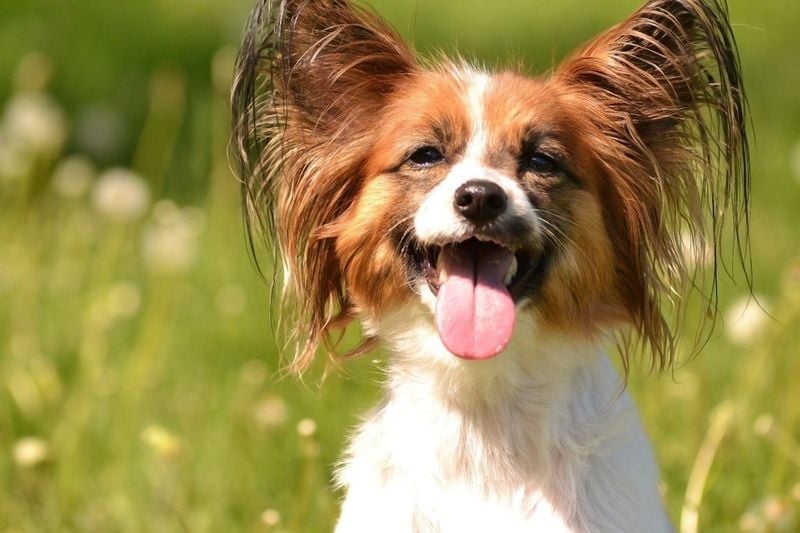 Papillon