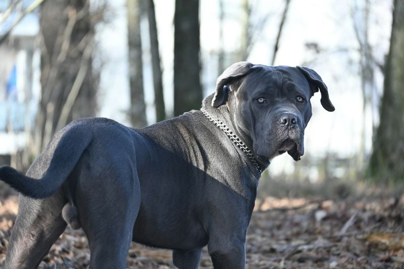 Mastiff x Pit Bull Mix