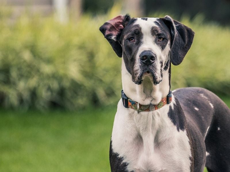 Great Dane