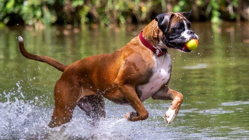 Boxer – The Playful Powerhouse (230 PSI)