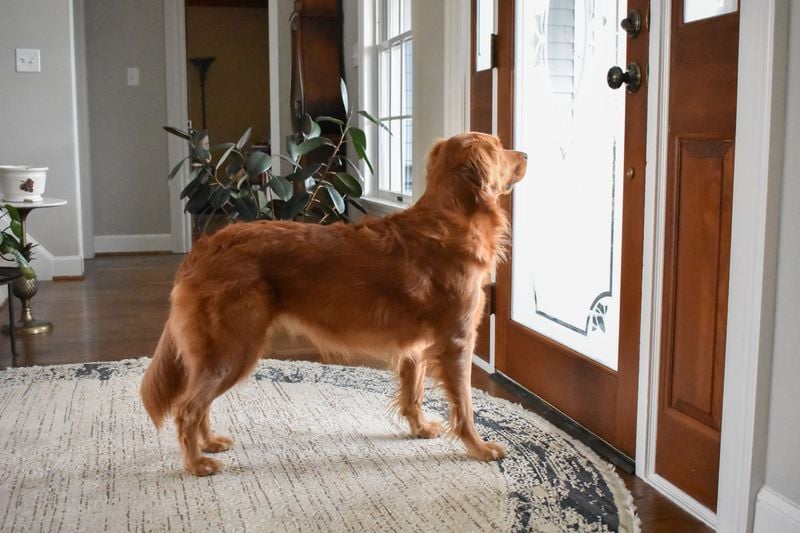 Door Vigilance Reveals Attachment Struggles