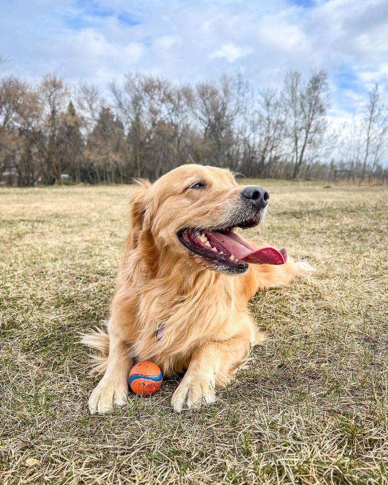 Golden Retriever