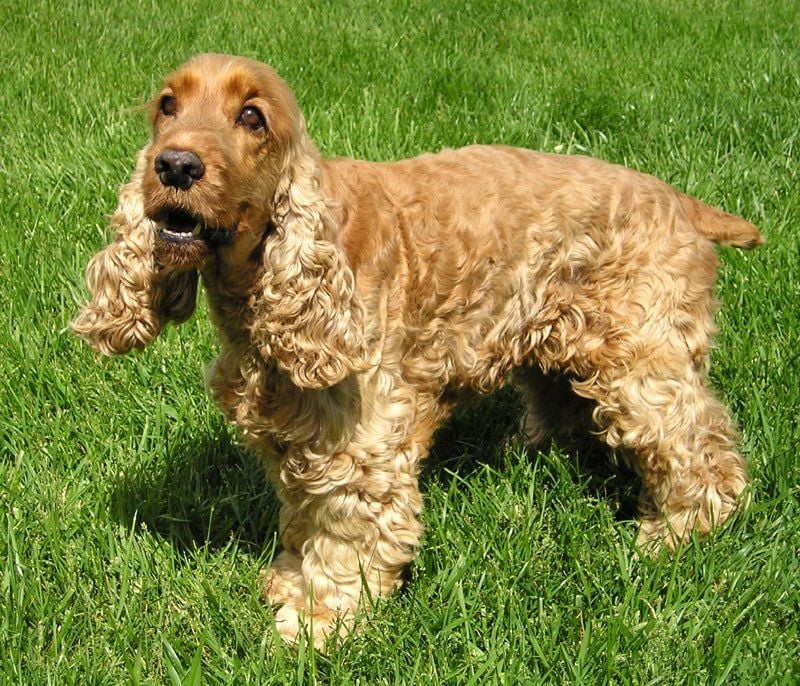 French Spaniel