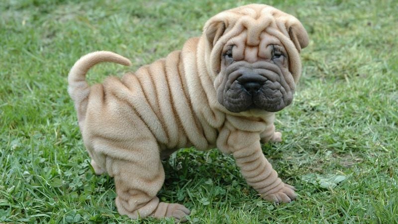 Shar Pei: The Wrinkled Warrior
