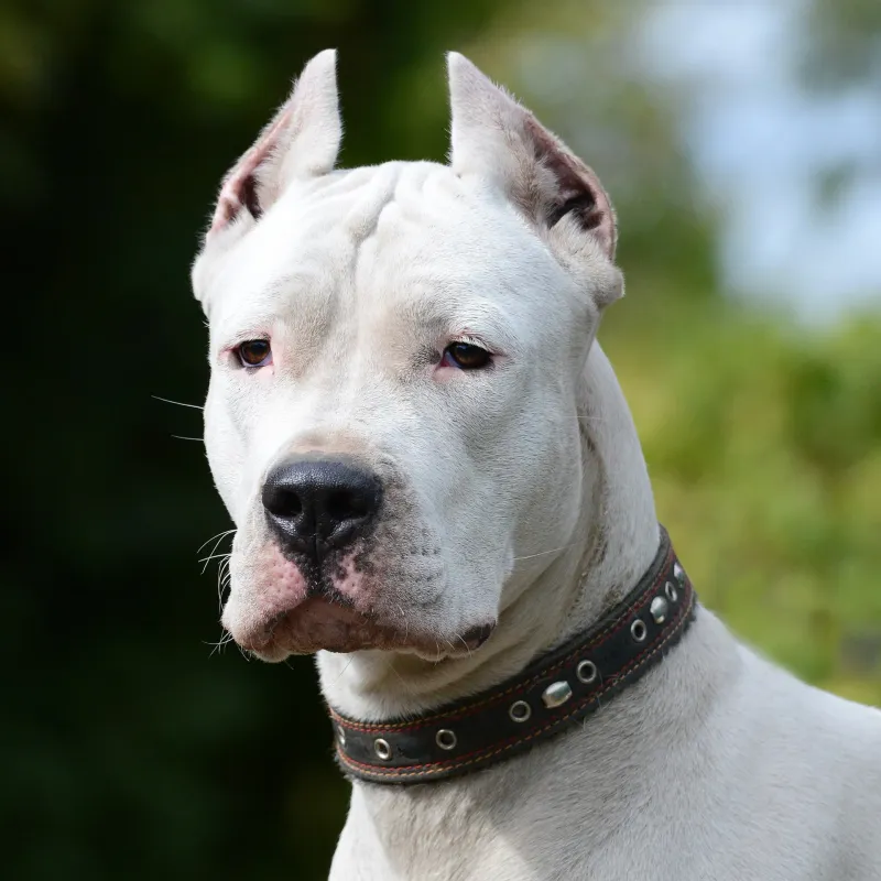 Dogo Argentino: Athletic Hunters with Intense Drive