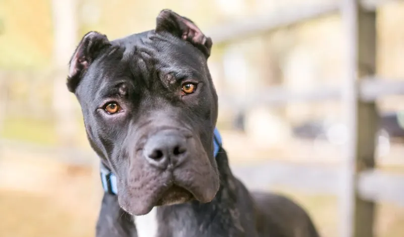 Presa Canario: Power and Protection Requiring Expert Handling