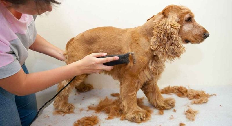 Cocker Spaniel: High Maintenance Beauty