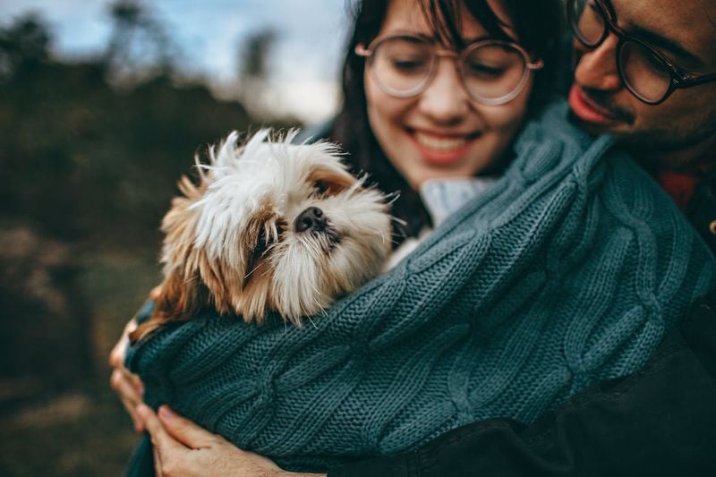 Shih Tzu