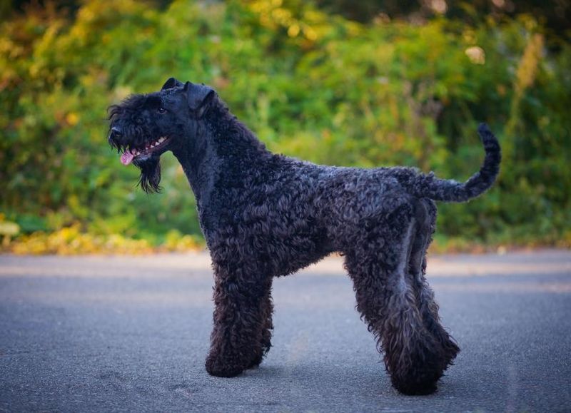 Kerry Blue Terrier