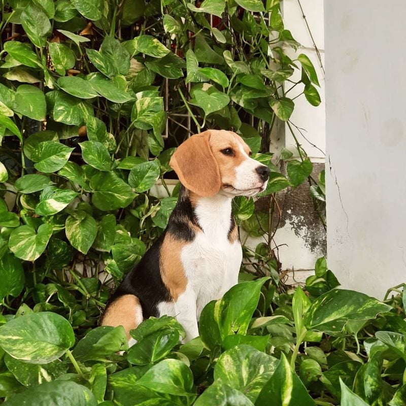 Beagle