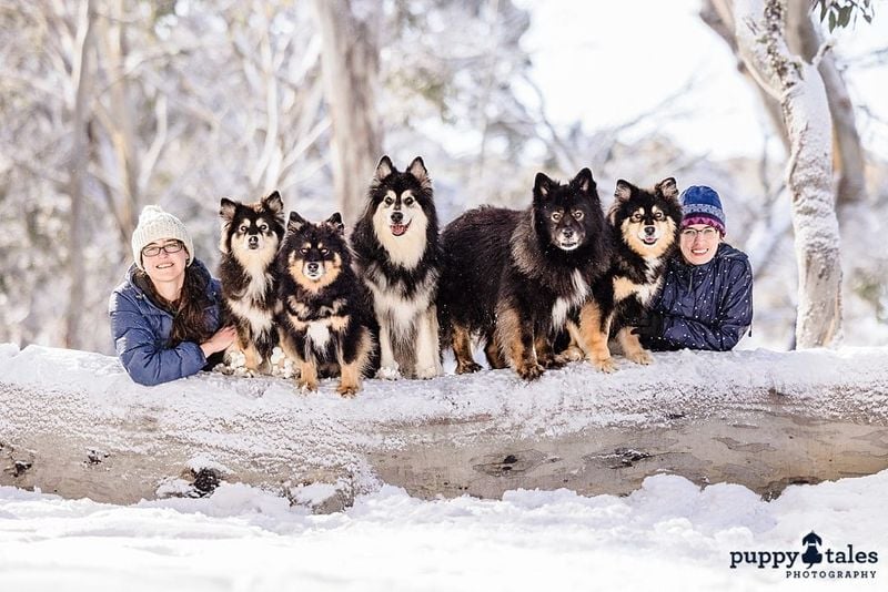 Finnish Lapphund