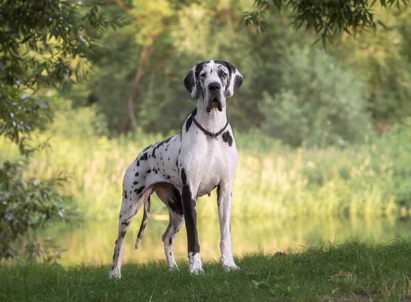 Great Dane's Heart-Breaking Growth Issues