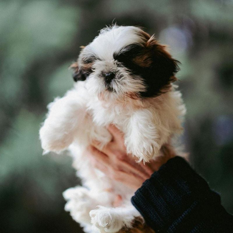 Shih Tzu