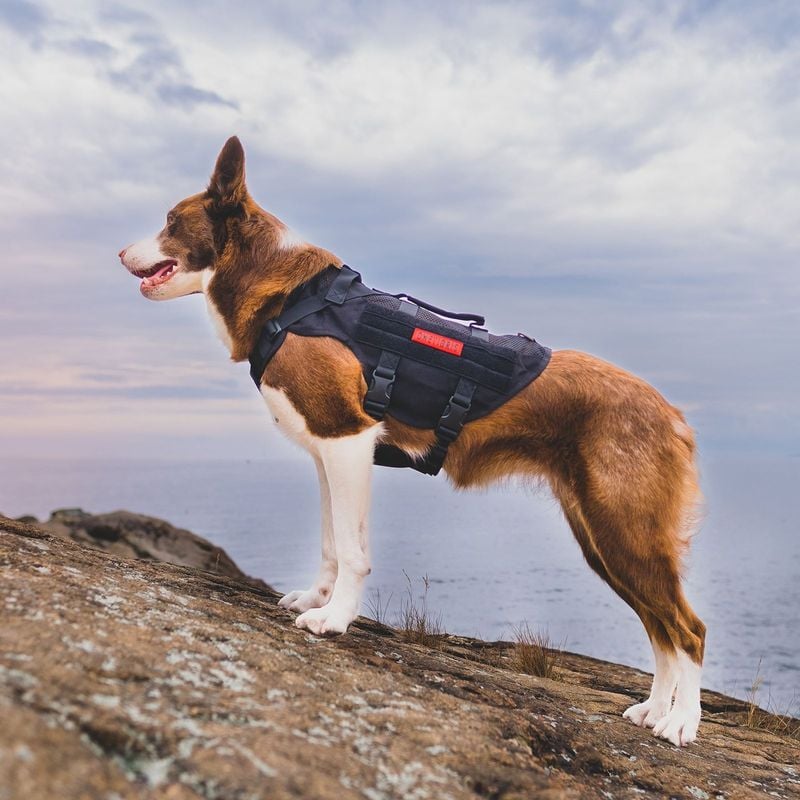 Dogs Might Resist at First