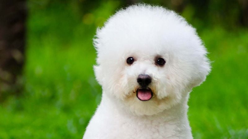 Bichon Frise: The Cotton Ball With High-Maintenance Needs