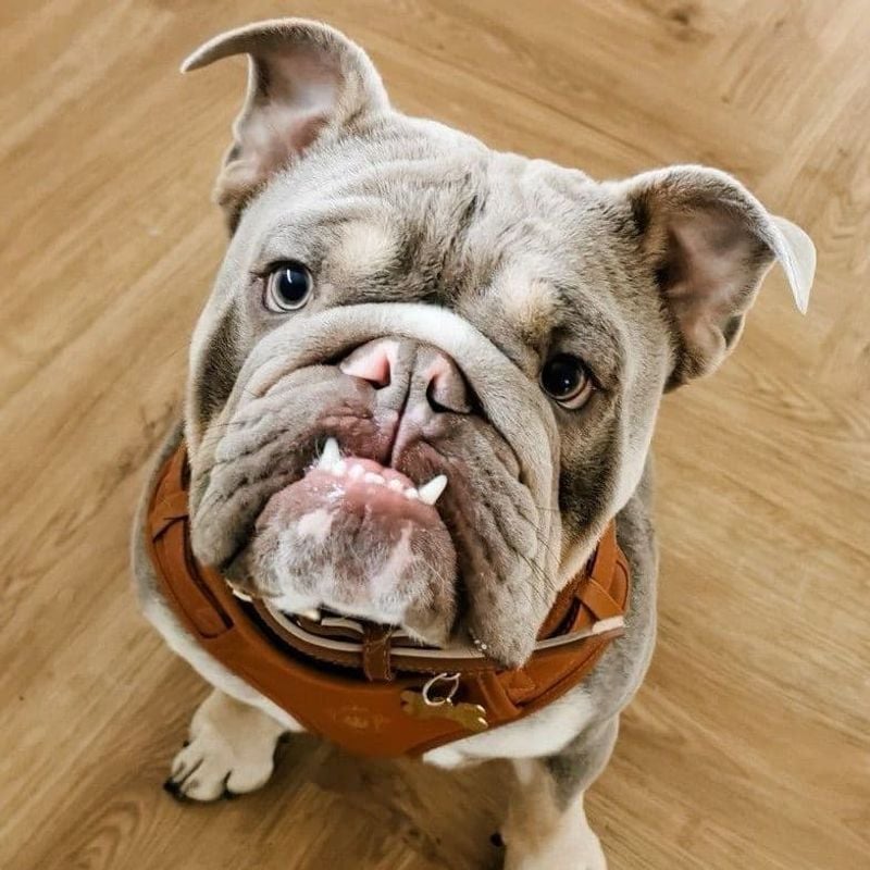Bulldog: Breathing Problems and Vet Bills