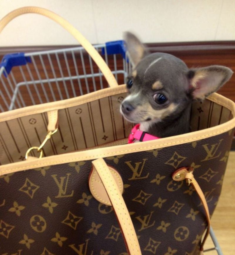 Chihuahua