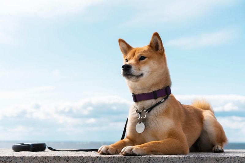 Shiba Inu: Ancient Japanese Survivor