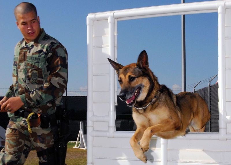Belgian Malinois