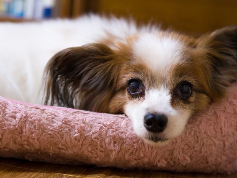 Papillon