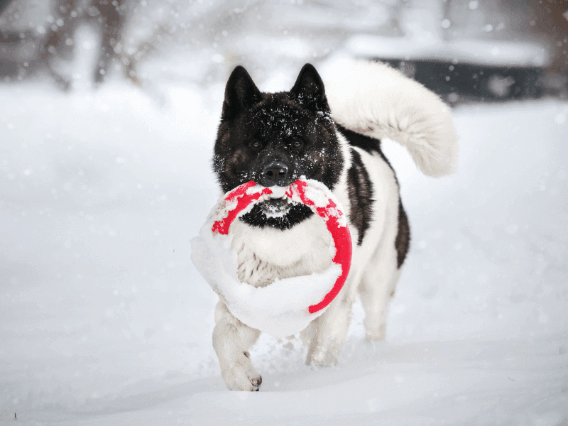 Akita