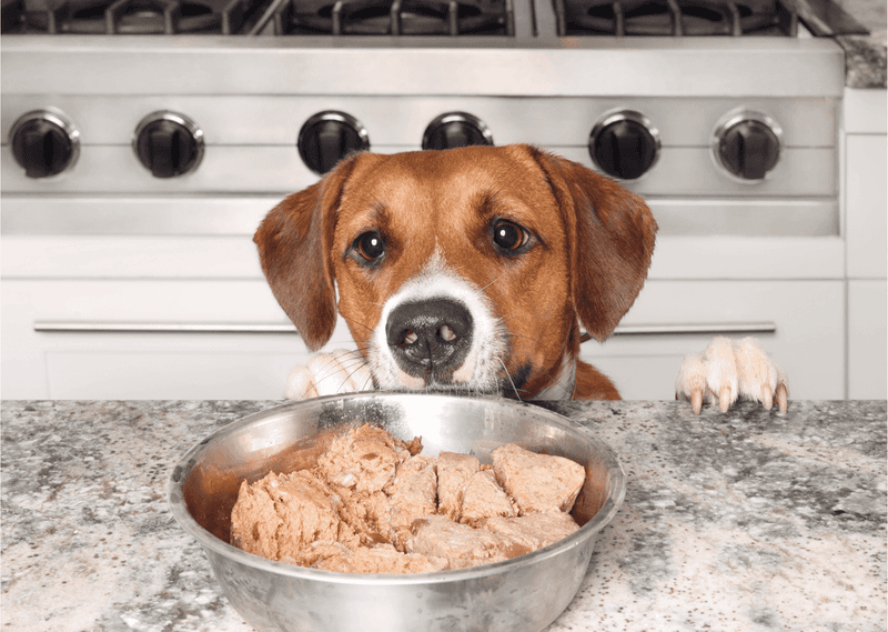 Pros and Cons of Wet Dog Food