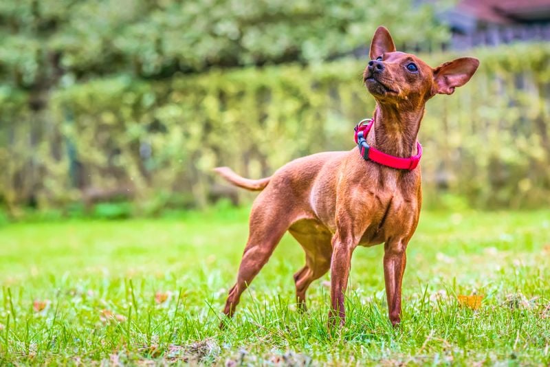 Miniature Pinscher