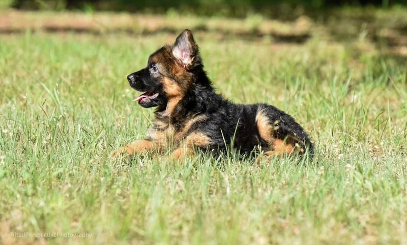 German Shepherd