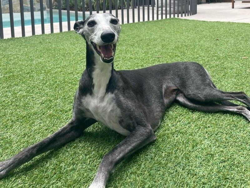 Whippet: Speedy Sprinters Who Love Lazy Days