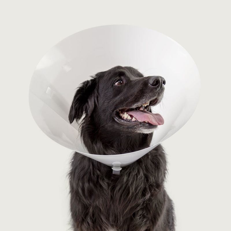 Use an E-Collar (Cone) Temporarily